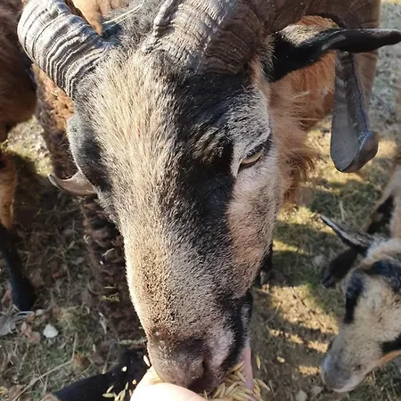 Zacisze Jurajskie فيلة *
