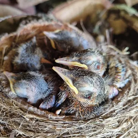 فيلة Zacisze Jurajskie أولشتين