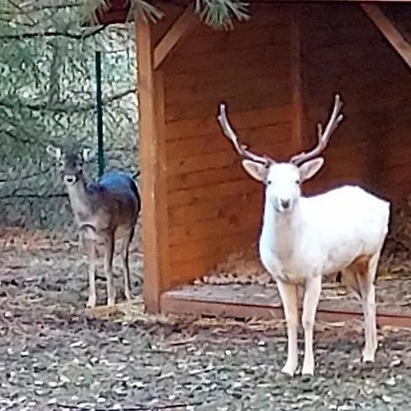 Zacisze Jurajskie Villa *
