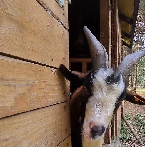 Zacisze Jurajskie Villa