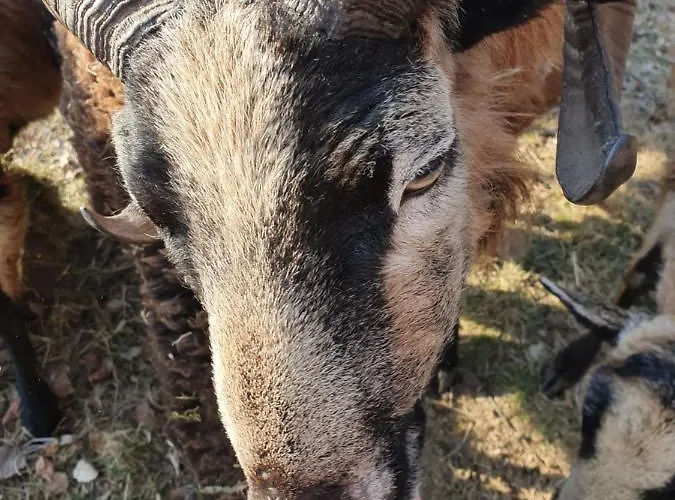 Zacisze Jurajskie Villa *