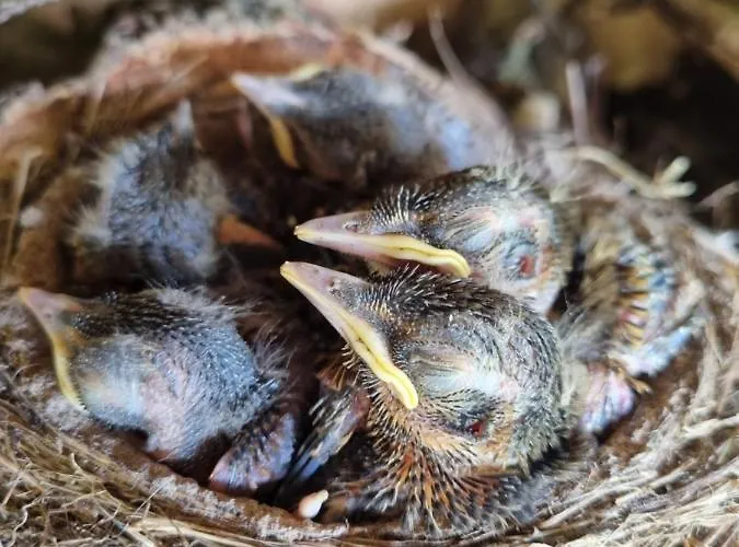 Villa Zacisze Jurajskie Olsztyn (Silesia)