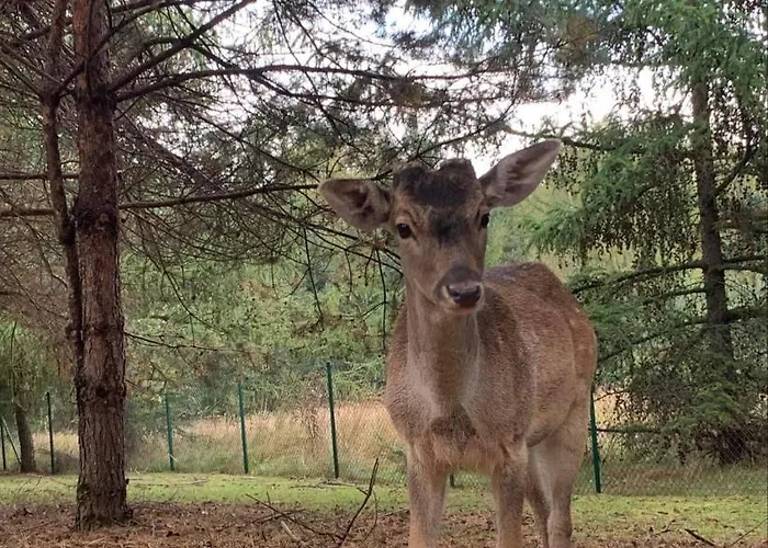 Villa Zacisze Jurajskie *