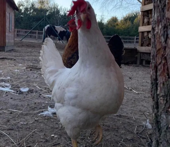 Villa Zacisze Jurajskie Olsztyn (Silesia)