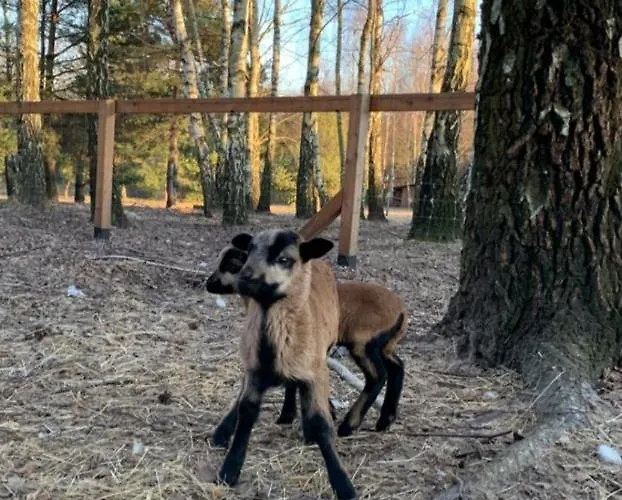 Zacisze Jurajskie Villa Olsztyn (Silesia)