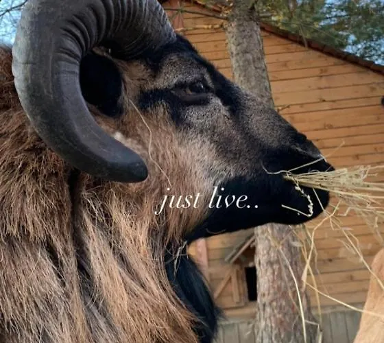 Zacisze Jurajskie * Olsztyn (Silesia)