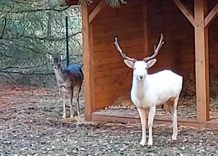 Zacisze Jurajskie Villa *