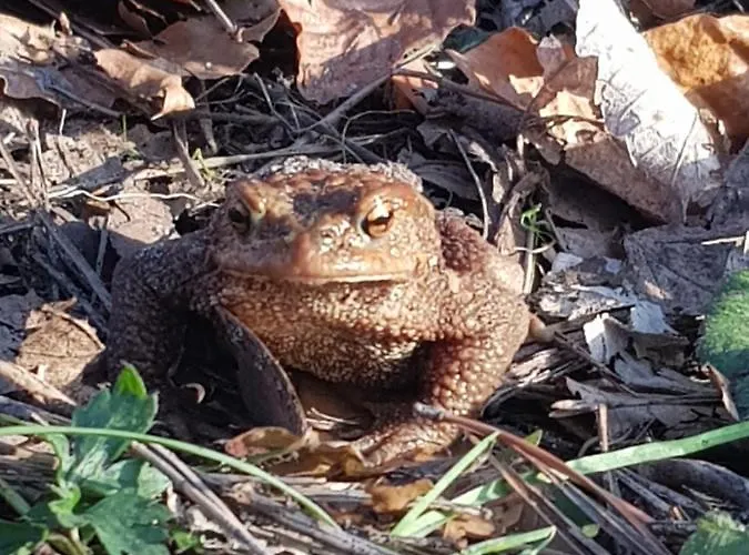 Zacisze Jurajskie * Olsztyn (Silesia)