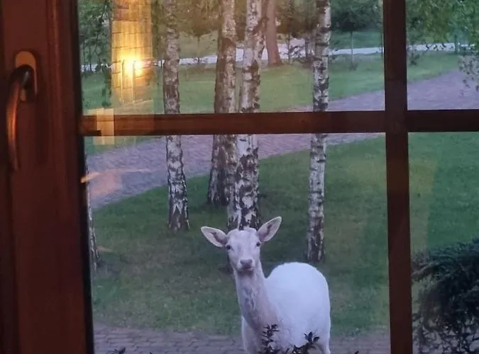 Zacisze Jurajskie Villa Olsztyn (Silesia)